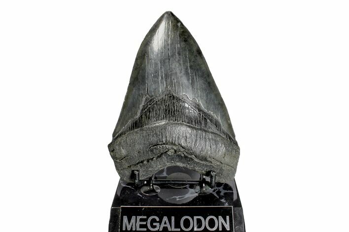 Fossil Megalodon Tooth - South Carolina #170580